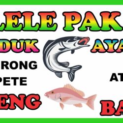 Banner Pecel Lele Pak Raden Vector